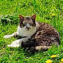 Elma a rejoint le concours — aidez-le/la à gagner de superbes lots ! animal, cat, cute, dandelion, daylight, feline, flora, flower, grass, greenery, mammal, nature, outdoor, pet, relaxing, resting, spring, sunlight, tabby_cat, whiskers