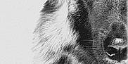 Vibel participe au concours pour gagner de l'argent avec cette photo : animal, black_and_white, canine, close_up, dog, ear, eye, face, fur, german_shepherd, isolated, looking, monochrome, muzzle, nose, pet, portrait, studio, texture, wildlife