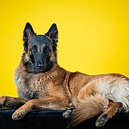 Vibel participe au concours pour gagner de l'argent avec cette photo : alert, animal, belgian_shepherd, black_surface, calm, canine, companion, dog, domestic_animal, ears, fur, furry, lying_down, muzzle, paws, pet, portrait, studio, tail, yellow_background