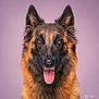 Vibel a rejoint le concours — aidez-le/la à gagner de superbes lots ! alert, animal, background, canine, closeup, dog, domestic_animal, ears, eyes, face, friendly, fur, german_shepherd, looking_at_camera, muzzle, pet, pink_tongue, portrait, studio, tongue