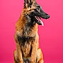 Vibel participe au concours pour gagner de l'argent avec cette photo : alert, animal, belgian_malinois, canine, cute, dog, domestic_animal, ears_up, fur, indoor, looking_right, muzzle, paw, pet, photography, pink_background, portrait, sitting, studio, tongue_out