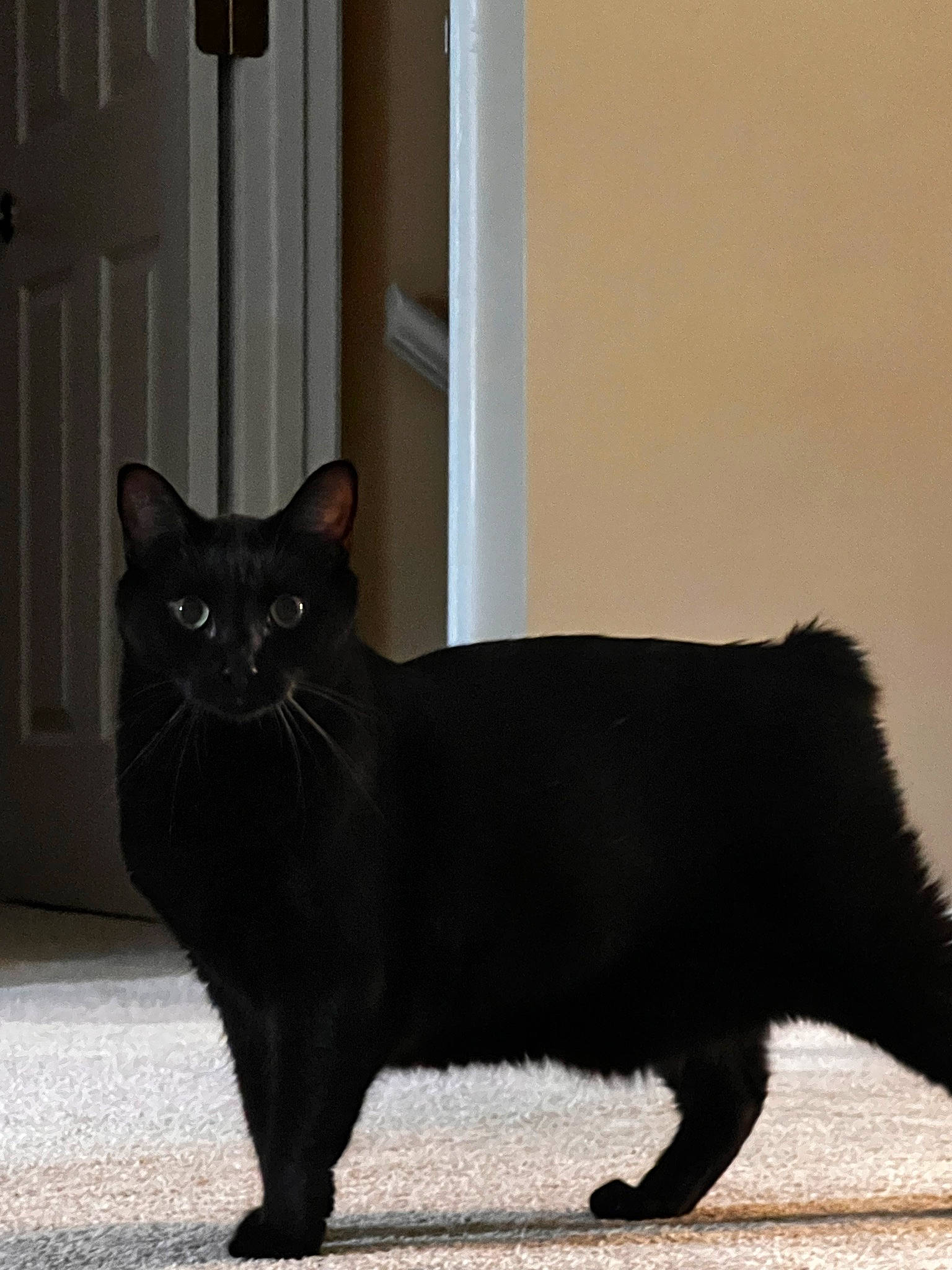 Hops joined the competition — help win amazing prizes! black_cat, bombay, carnivore, cat, claw, domestic_short_haired_cat, door, felidae, fixture, formal_wear, fur, grey, paw, small_to_medium_sized_cats, snout, tail, terrestrial_animal, whiskers, window