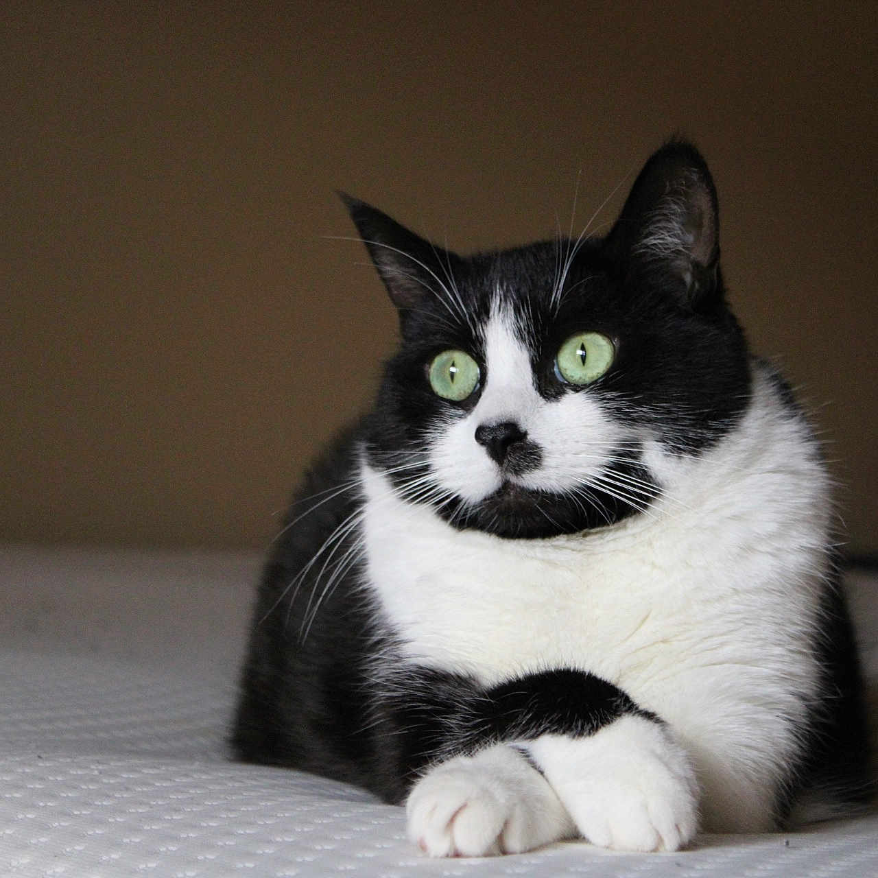 Mimi a rejoint le concours — aidez-le/la à gagner de superbes lots ! animal, bed, black_and_white, cat, closeup, cute, domestic, feline, fur, green_eyes, indoor, laying, mammal, paws, pet, portrait, relaxed, resting, sleepy, whiskers