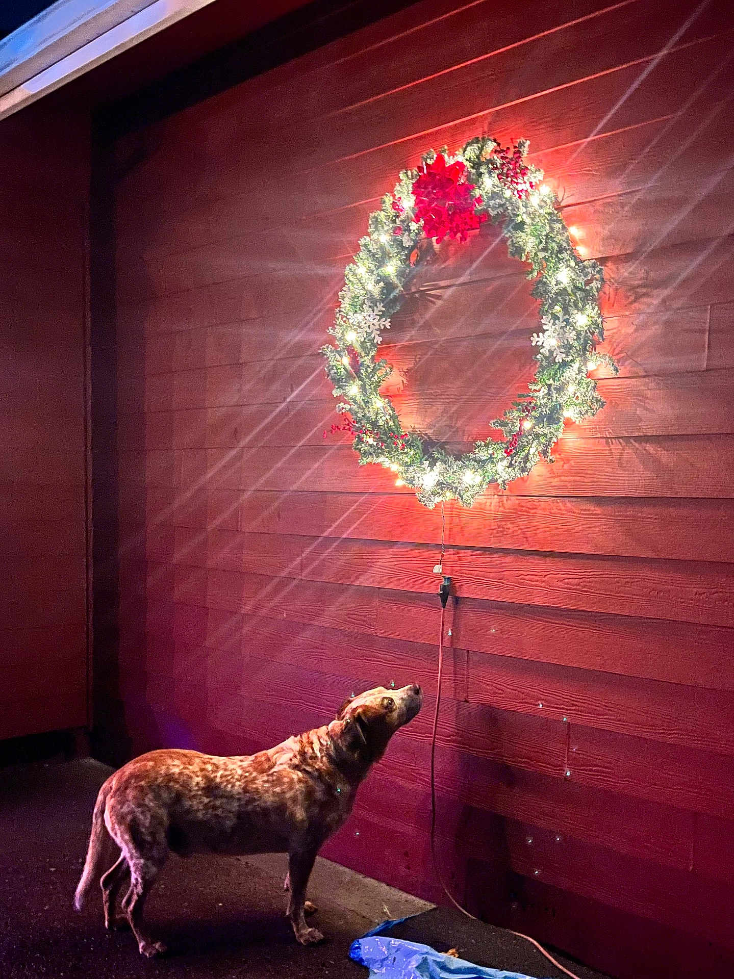 Huckleberry is registered to the contest to win money with this photo: dog, christmas_wreath, lights, red_wall, night, outdoor, holiday, festive, decorations, curious, animal, pet, pavement, shadow, glow, winter, celebration, spotlight, colorful, seasonal