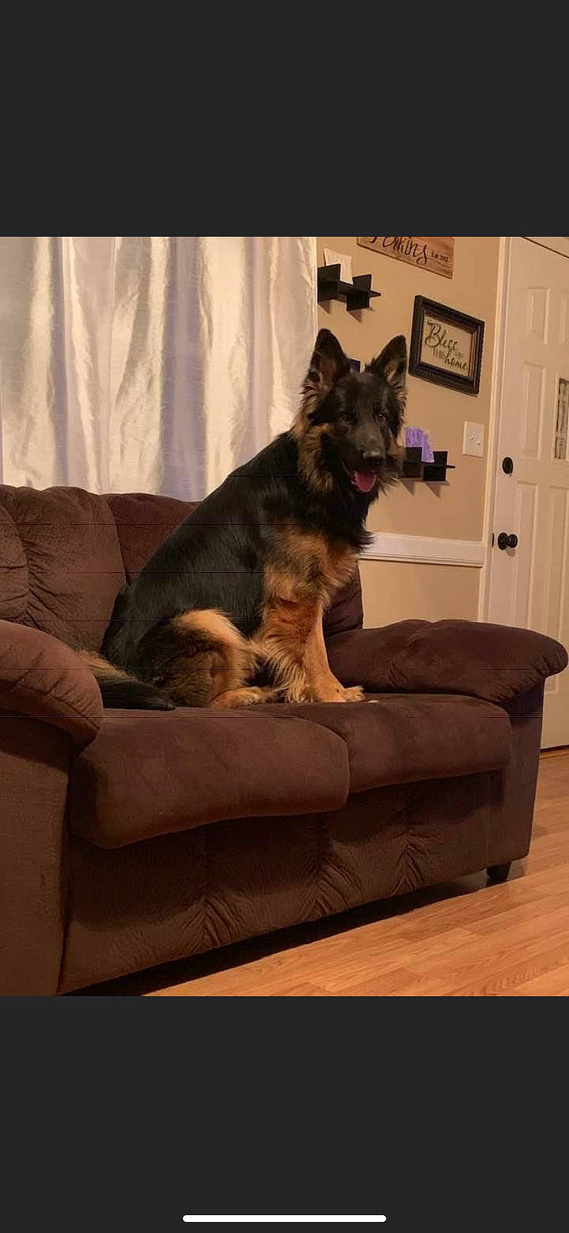 Scar joined the competition — help win amazing prizes! cairn_terrier, canidae, carnivore, companion_dog, couch, dog, dog_breed, furniture, german_shepherd_dog, mammal, schnauzer