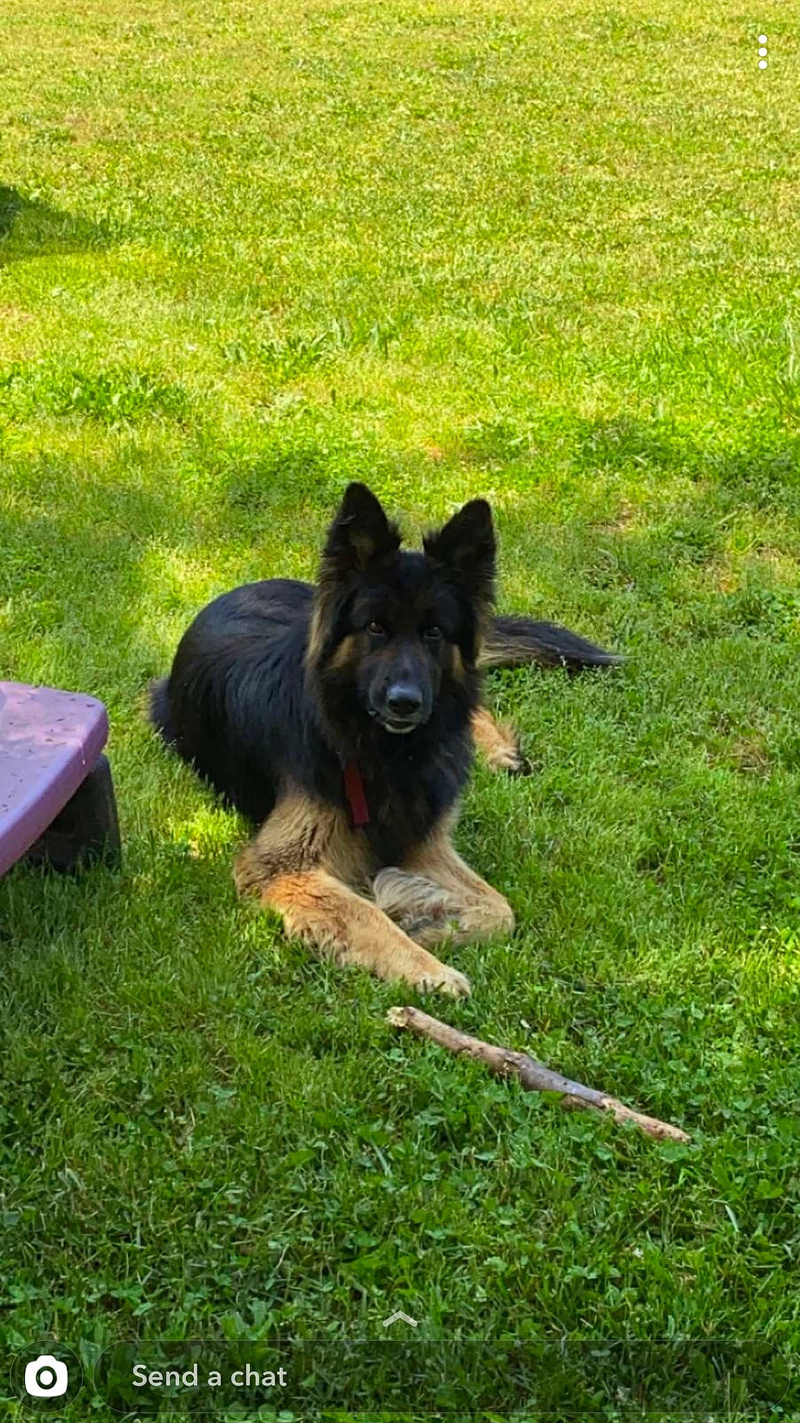 Scar joined the competition — help win amazing prizes! belgian_shepherd, bohemian_shepherd, canidae, carnivore, dog, dog_breed, east_european_shepherd, german_shepherd_dog, grass, herding_dog, king_shepherd, mammal, old_german_shepherd_dog, rare_breed_dog, shiloh_shepherd_dog, tervuren, vertebrate, working_dog
