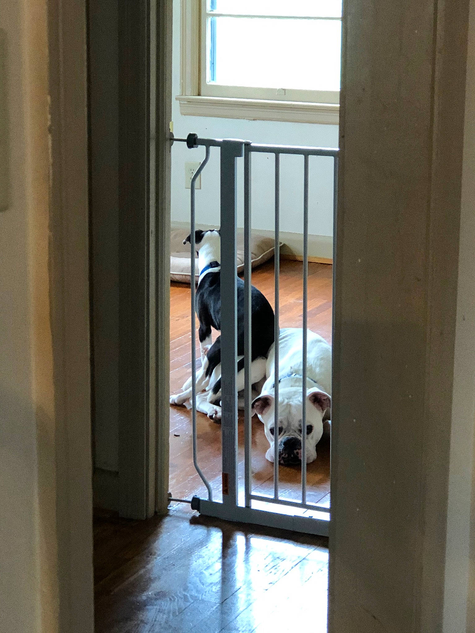 Charlie Sue is registered to the contest to win money with this photo: canidae, carnivore, door, home_door, interior_design, screen_door, window