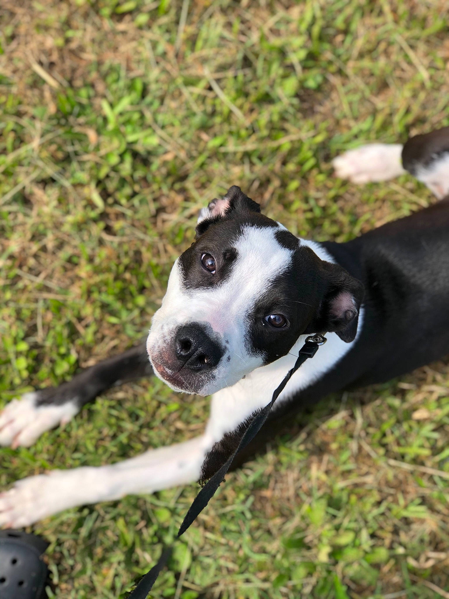 Charlie Sue is registered to the contest to win money with this photo: adventure, american_pit_bull_terrier, american_staffordshire_terrier, border_collie, canidae, carnivore, dog, dog_breed, fawn, grass, mammal, mcnab, non_sporting_group, pit_bull, snout, sporting_group, terrier, vertebrate