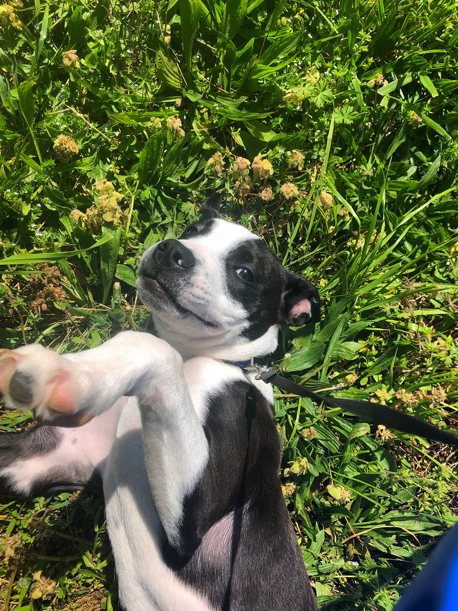 Charlie Sue joined the competition — help win amazing prizes! american_staffordshire_terrier, boston_terrier, canidae, carnivore, companion_dog, dog, dog_breed, fawn, grass, mammal, non_sporting_group, puppy, snout, sporting_group, valley_bulldog, vertebrate