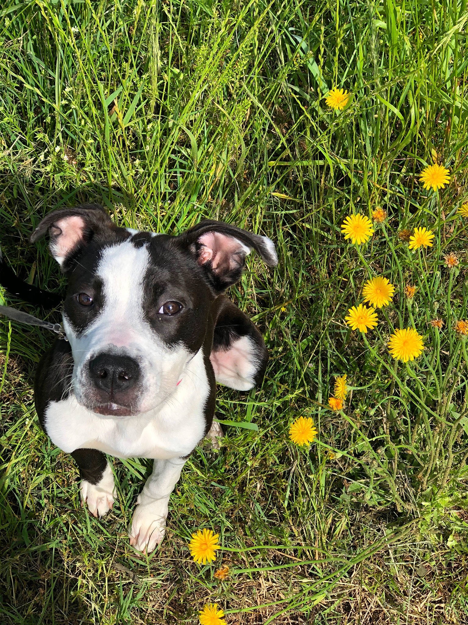 Charlie Sue is registered to the contest to win money with this photo: american_staffordshire_terrier, boston_terrier, canidae, carnivore, companion_dog, dog, dog_breed, flower, grass, mammal, meadow, non_sporting_group, pit_bull, plant, puppy, snout, terrier, wildflower