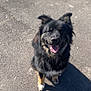 Atila participe au concours pour gagner de l'argent avec cette photo : animal, asphalt, black_fur, canine, cute, daylight, dog, ears_up, friendly, happy, looking_up, mammal, outdoor, pet, playful, shadow, sitting, sunlight, tan_fur, tongue_out