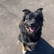 Atila participe au concours pour gagner de l'argent avec cette photo : animal, asphalt, black_fur, canine, cute, daylight, dog, ears_up, friendly, happy, looking_up, mammal, outdoor, pet, playful, shadow, sitting, sunlight, tan_fur, tongue_out