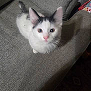 Hopper is registered to the contest to win money with this photo: kitten, cat, pet, animal, white, black, ears, pink_nose, couch, fabric, indoor, looking_up, young, cute, furry, small, domestic, feline, curious, sitting