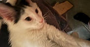 Hopper is registered to the contest to win money with this photo: animal, black, cat, closeup, couch, cute, domestic, feline, floor, fur, furniture, indoor, kitten, pet, playful, reaching, tile, whiskers, white, young