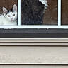 Hopper is registered to the contest to win money with this photo: cat, window, indoor, black_cat, white_cat, pets, looking_out, glass, feline, curious, house, animals, fur, whiskers, domestic, companions, resting, two_cats, reflection, quiet