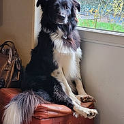 Nelson participe au concours pour gagner de l'argent avec cette photo : dog, black_and_white, sitting, ottoman, window, indoor, leather, fur, tail, garden, greenery, bag, thoughtful, pet, domestic, cozy, natural_light, floor, curtain, relaxed