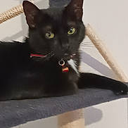 Mallow participe au concours pour gagner de l'argent avec cette photo : animal, bell, black_cat, cat, cat_tree, close_up, collar, curious, domestic_cat, ears, feline, fur, gray, green_eyes, household, indoor, looking, pet, relaxing, whiskers