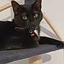 animal, bell, black_cat, cat, cat_tree, close_up, collar, curious, domestic_cat, ears, feline, fur, gray, green_eyes, household, indoor, looking, pet, relaxing, whiskers