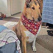 Yuengling is registered to the contest to win money with this photo: animal, bandana, blanket, brown, calm, carpet, dog, ears, floor, furniture, home, indoor, light, nose, pet, portrait, shoe, sitting, white, window_shadow