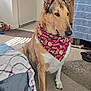 animal, bandana, blanket, brown, calm, carpet, dog, ears, floor, furniture, home, indoor, light, nose, pet, portrait, shoe, sitting, white, window_shadow