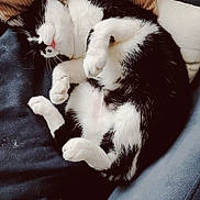 Romeo participe au concours pour gagner de l'argent avec cette photo : cat, black_and_white, sleeping, couch, pillows, cozy, fur, pet, animal, relaxed, indoor, resting, cute, whiskers, paw, feline, home, soft, comfortable, nap