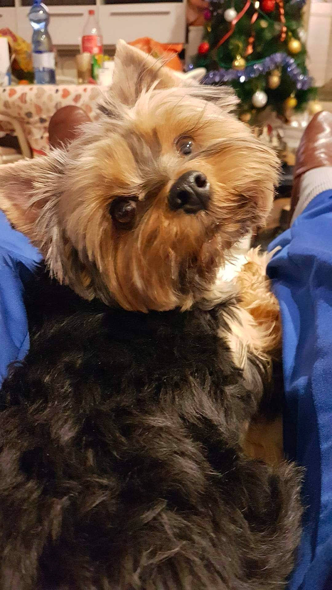 Olga participe au concours pour gagner de l'argent avec cette photo : canidae, carnivore, christmas_tree, companion_dog, dog, dog_breed, dog_supply, event, fashion_accessory, fawn, fur, liver, maltepoo, small_terrier, snout, sporting_group, terrier, toy_dog, working_animal, yorkipoo