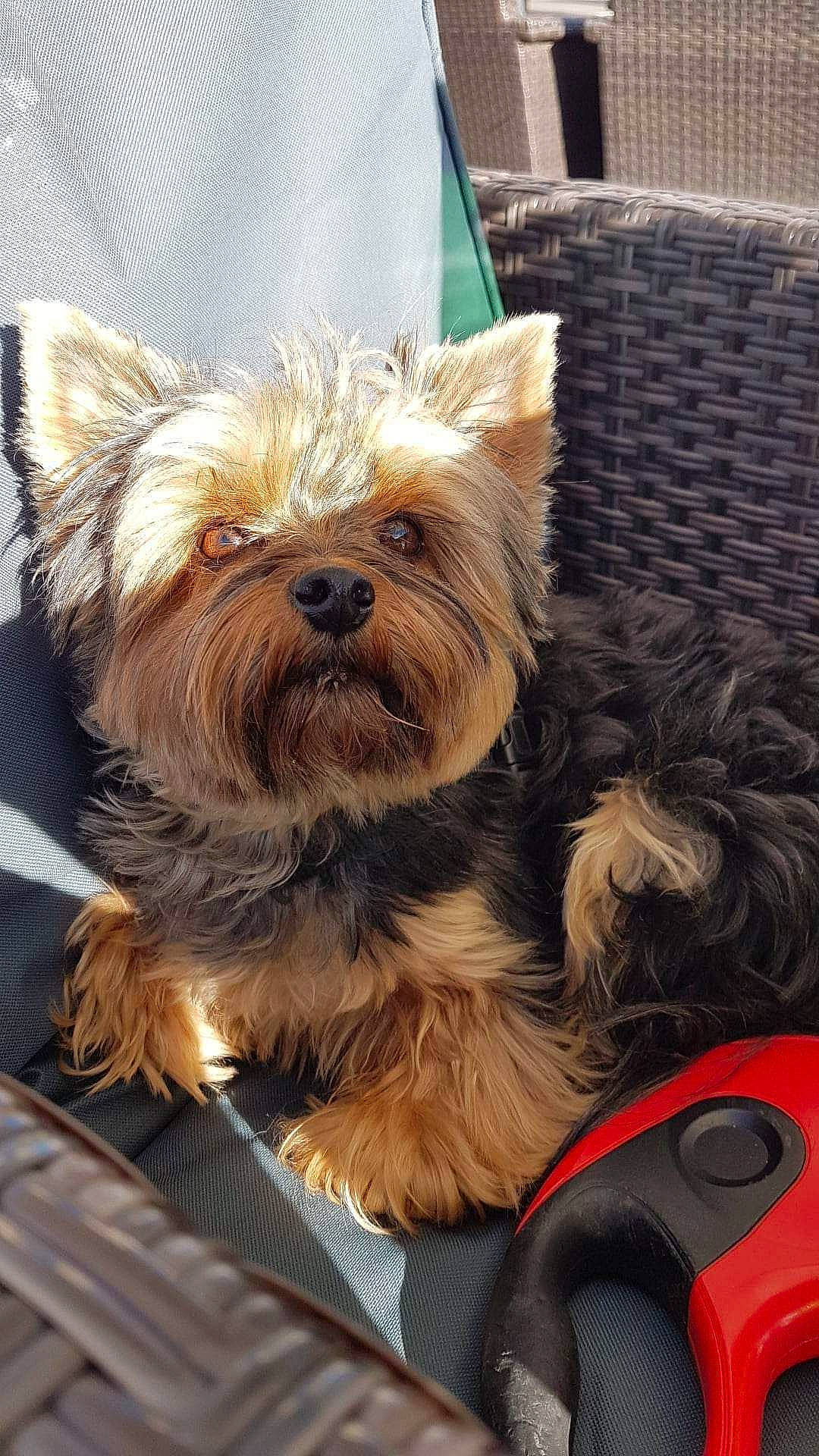 Olga participe au concours pour gagner de l'argent avec cette photo : australian_terrier, biewer_terrier, canidae, carnivore, companion_dog, dog, dog_breed, dog_supply, fawn, fur, liver, non_sporting_group, small_terrier, snout, sporting_group, terrestrial_animal, terrier, toy_dog, yorkipoo, yorkshire_terrier