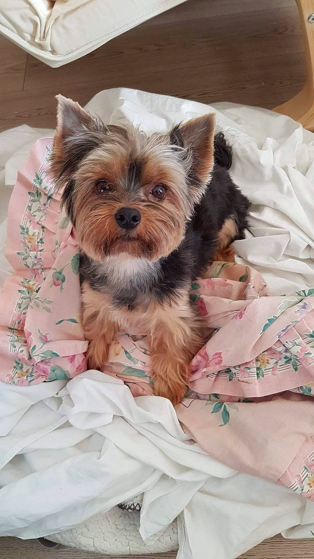 Olga a rejoint le concours — aidez-le/la à gagner de superbes lots ! canidae, carnivore, comfort, companion_dog, dog, dog_breed, dog_supply, fawn, fur, linens, liver, pet_supply, small_terrier, snout, sporting_group, terrestrial_animal, terrier, toy_dog, working_animal, yorkipoo