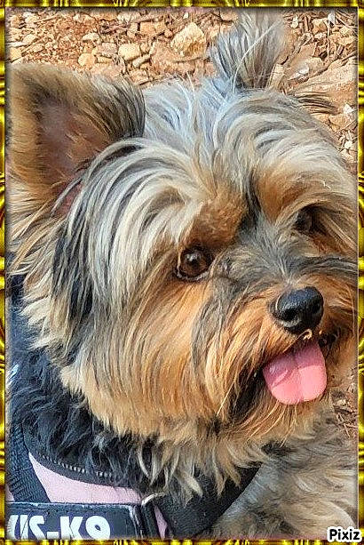 Olga participe au concours pour gagner de l'argent avec cette photo : biewer_terrier, canidae, carnivore, companion_dog, dog, dog_breed, fur, liver, maltepoo, puppy, small_terrier, snout, sporting_group, terrestrial_animal, terrier, toy_dog, water_dog, working_animal, yorkipoo, yorkshire_terrier