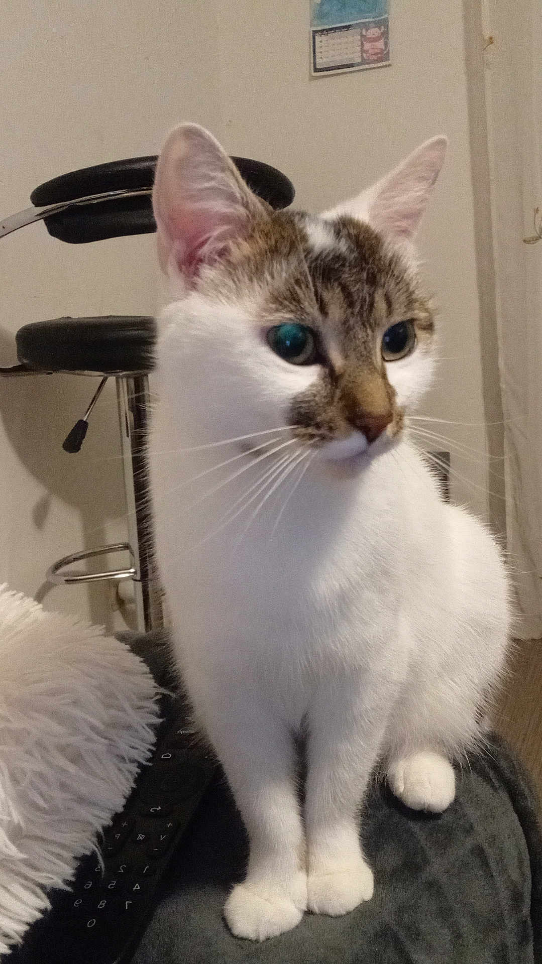 Nala
