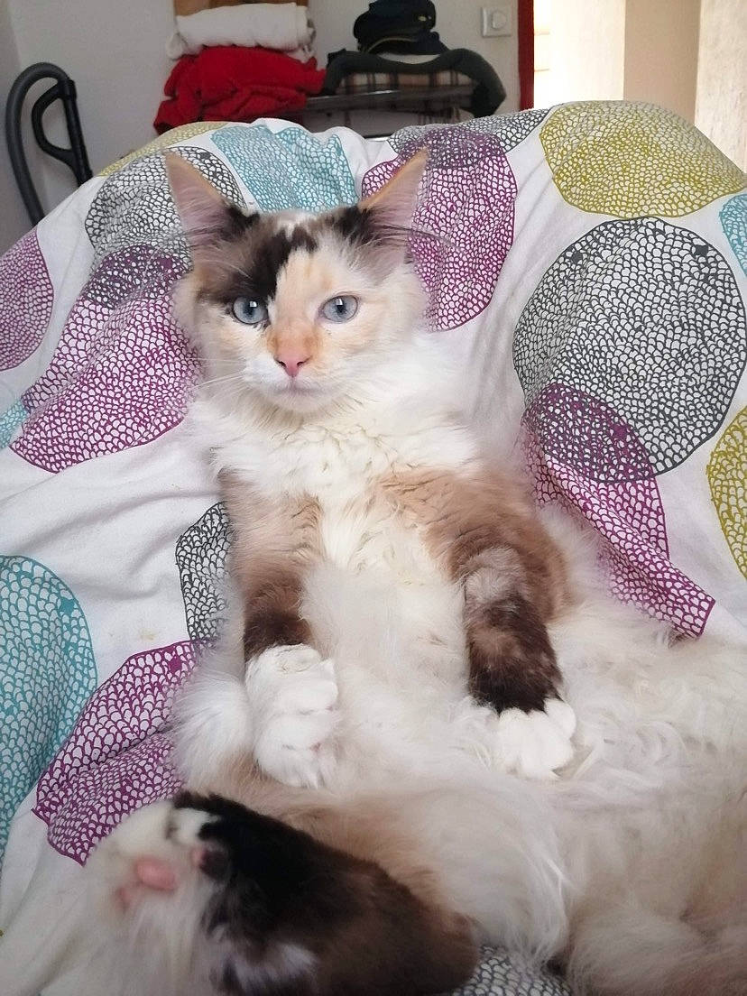 Neiji participe au concours pour gagner de l'argent avec cette photo : american_curl, asian, birman, carnivore, cat, fawn, felidae, fur, kitten, mammal, norwegian_forest_cat, ragamuffin, ragdoll, small_to_medium_sized_cats, vertebrate, whiskers