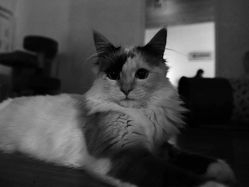 Neiji participe au concours pour gagner de l'argent avec cette photo : black_and_white, carnivore, cat, domestic_long_haired_cat, eye, felidae, fur, kitten, mammal, monochrome, monochrome_photography, norwegian_forest_cat, photography, ragdoll, small_to_medium_sized_cats, snapshot, snout, style, vertebrate, whiskers