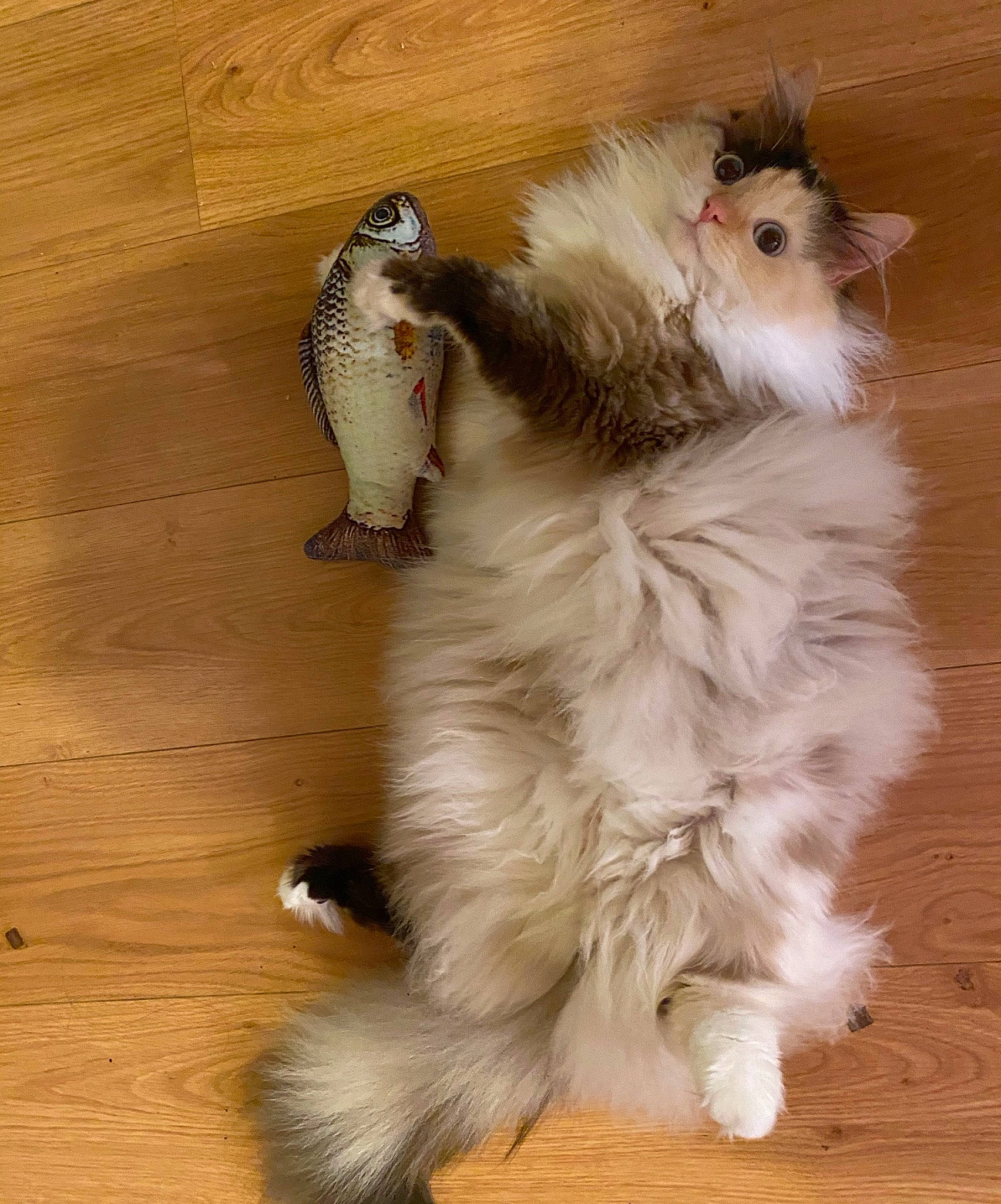 Neiji participe au concours pour gagner de l'argent avec cette photo : american_curl, carnivore, cat, claw, domestic_long_haired_cat, fawn, felidae, fur, kitten, norwegian_forest_cat, ragamuffin, ragdoll, small_to_medium_sized_cats, tail, whiskers