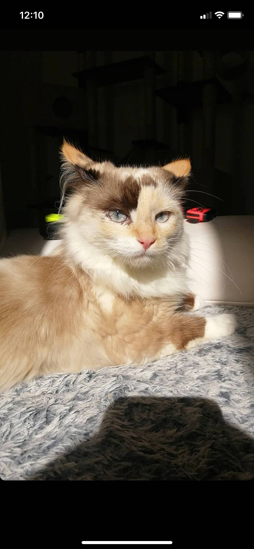 Neiji a rejoint le concours — aidez-le/la à gagner de superbes lots ! american_curl, asian_semi_longhair, british_semi_longhair, carnivore, cat, domestic_long_haired_cat, eye, fawn, felidae, fur, kitten, maine_coon, mammal, norwegian_forest_cat, ragamuffin, ragdoll, siberian, small_to_medium_sized_cats, vertebrate, whiskers