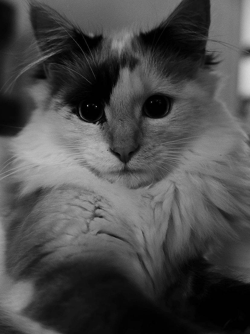 Neiji participe au concours pour gagner de l'argent avec cette photo : black_and_white, carnivore, cat, domestic_long_haired_cat, eye, felidae, fur, kitten, mammal, monochrome, monochrome_photography, norwegian_forest_cat, photography, ragamuffin, ragdoll, small_to_medium_sized_cats, snapshot, snout, vertebrate, whiskers