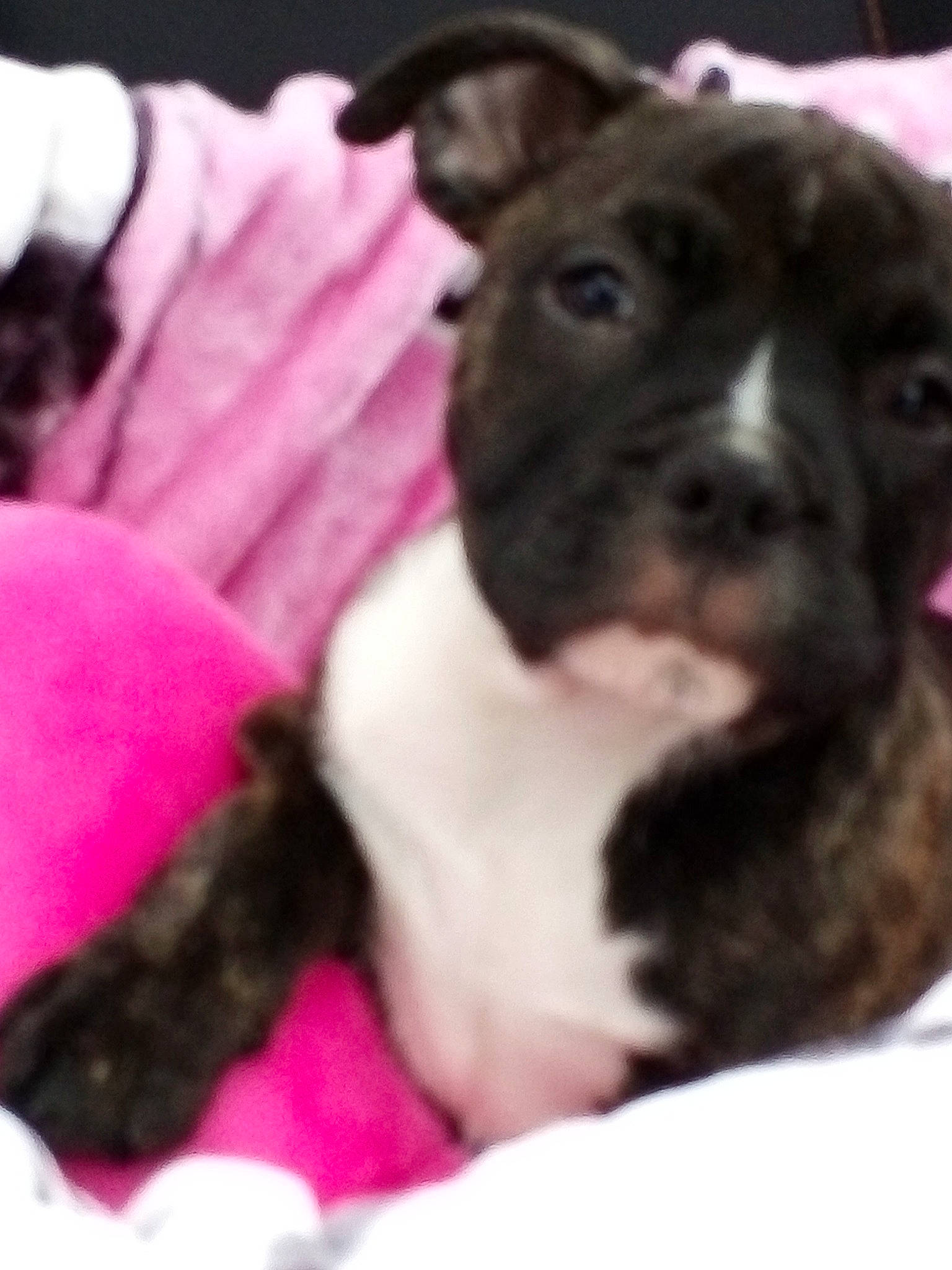 Paya participe au concours pour gagner de l'argent avec cette photo : american_pit_bull_terrier, american_staffordshire_terrier, boston_terrier, canidae, carnivore, companion_dog, dog, dog_breed, fawn, french_bulldog, mammal, non_sporting_group, pit_bull, puppy, rare_breed_dog, snout, sporting_group, staffordshire_bull_terrier, valley_bulldog, vertebrate