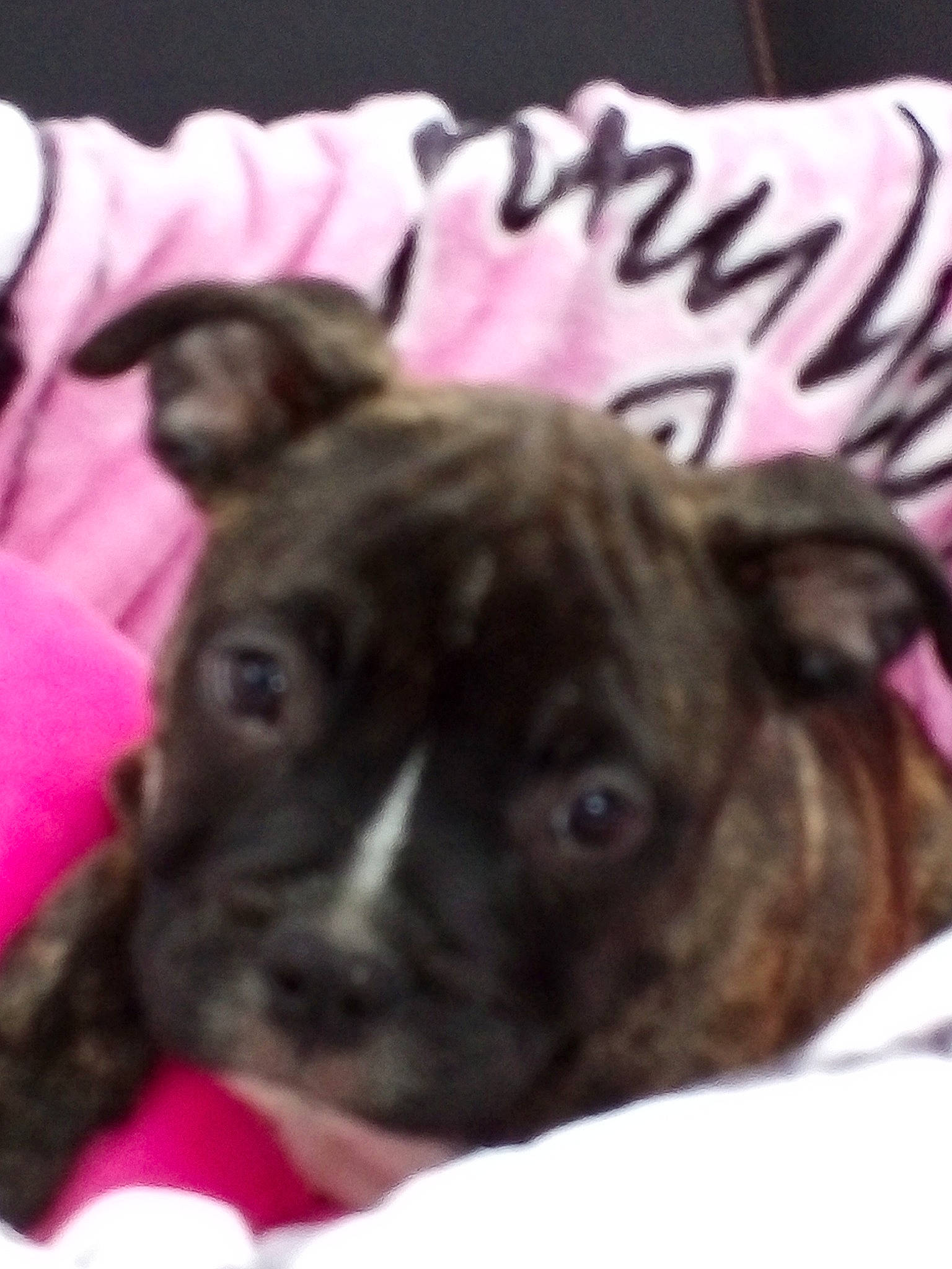 Paya participe au concours pour gagner de l'argent avec cette photo : american_pit_bull_terrier, boxer, canidae, carnivore, dog, dog_breed, fawn, mammal, non_sporting_group, puppy, snout, sporting_group, staffordshire_bull_terrier, vertebrate