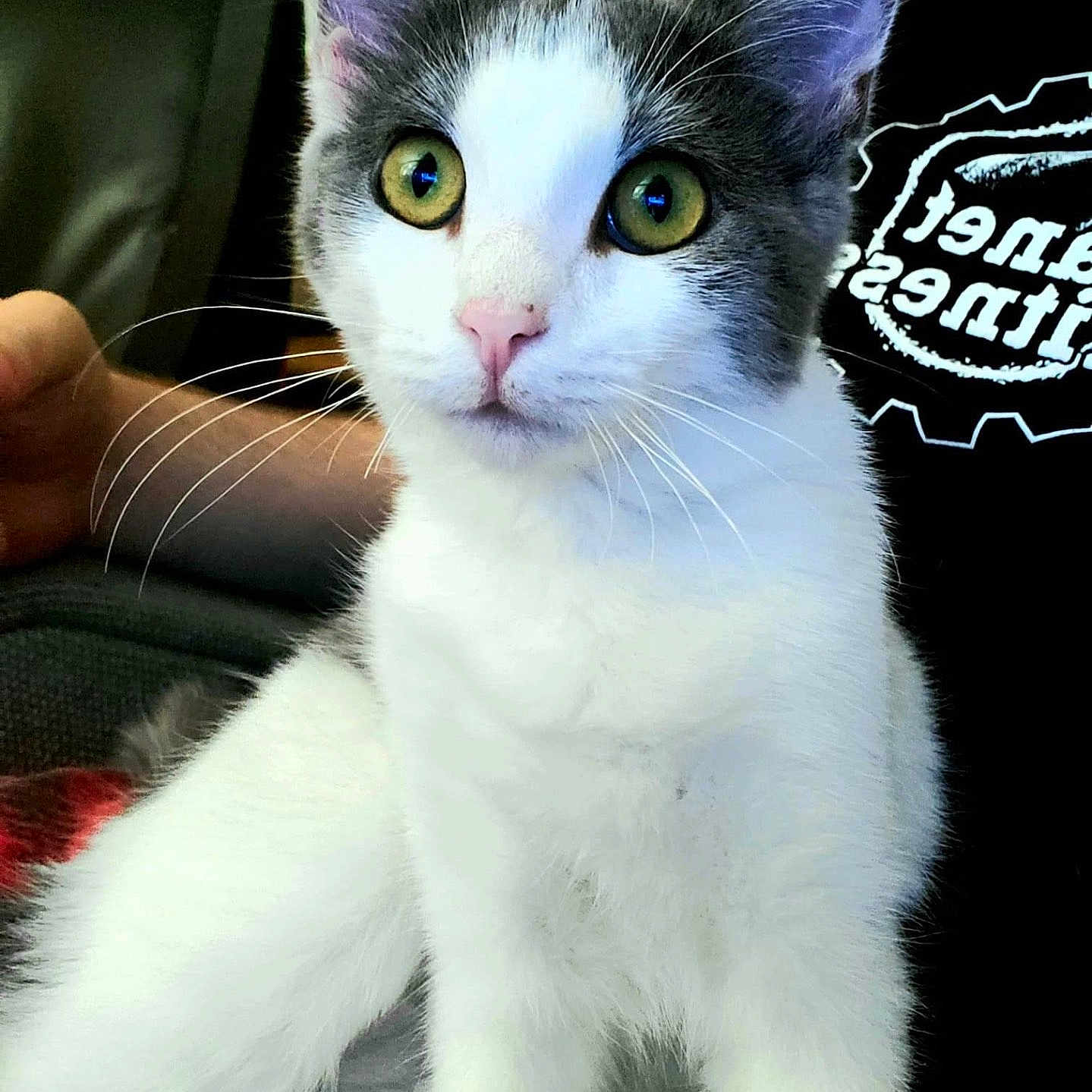 Luna joined the competition — help win amazing prizes! alert, animal, black_background, cat, close_up, curious, domestic, furniture, gray_fur, home, human_arm, indoor, person, pet, portrait, shirt, sitting, whiskers, white_fur, yellow_eyes