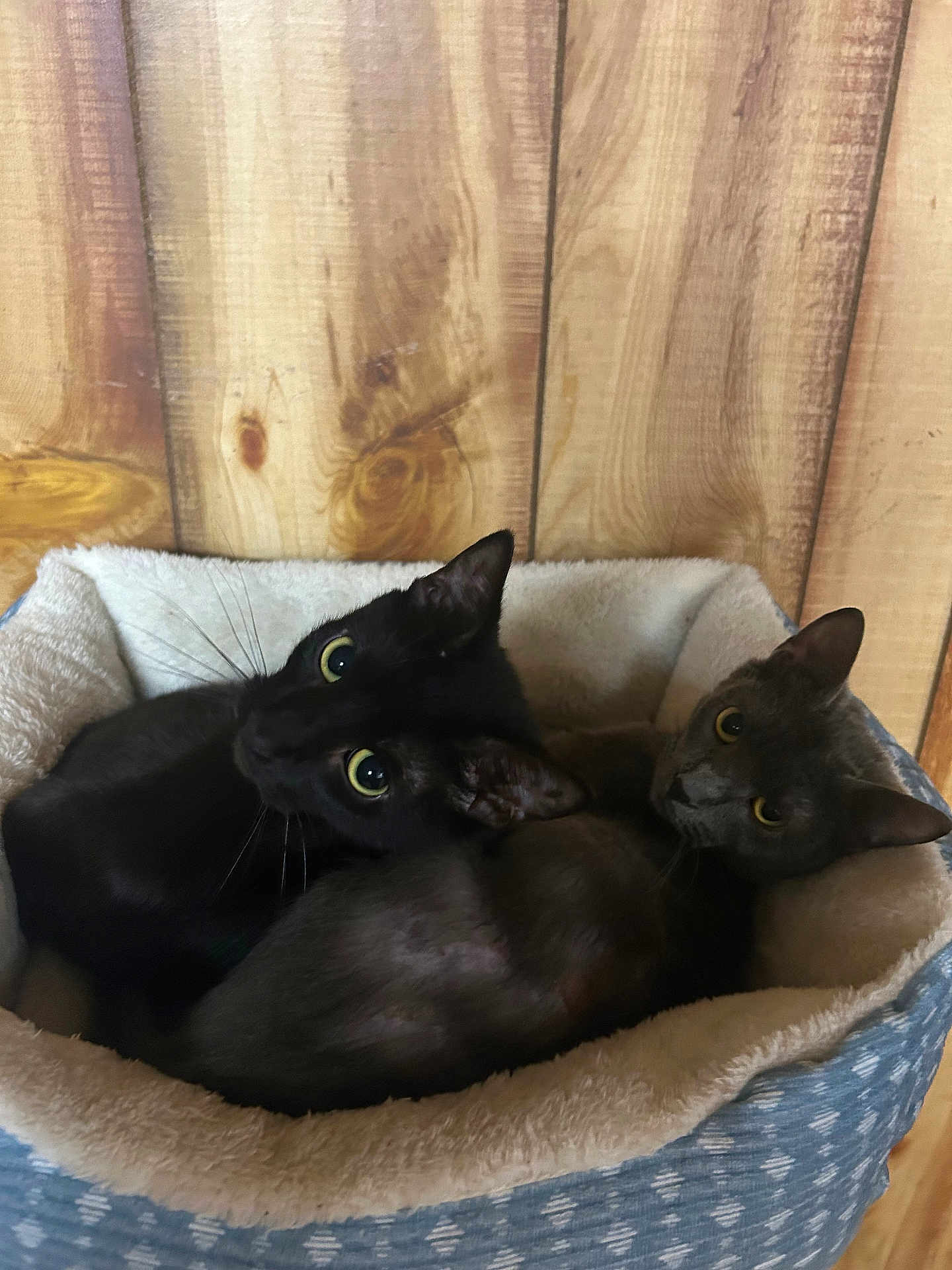 Gracey And Maze is registered to the contest to win money with this photo: cat, black_cat, grey_cat, pet_bed, cozy, indoor, wooden_wall, feline, cute, snuggling, animal, domestic, eyes, ears, fur, resting, companion, curious, two_animals, close_up