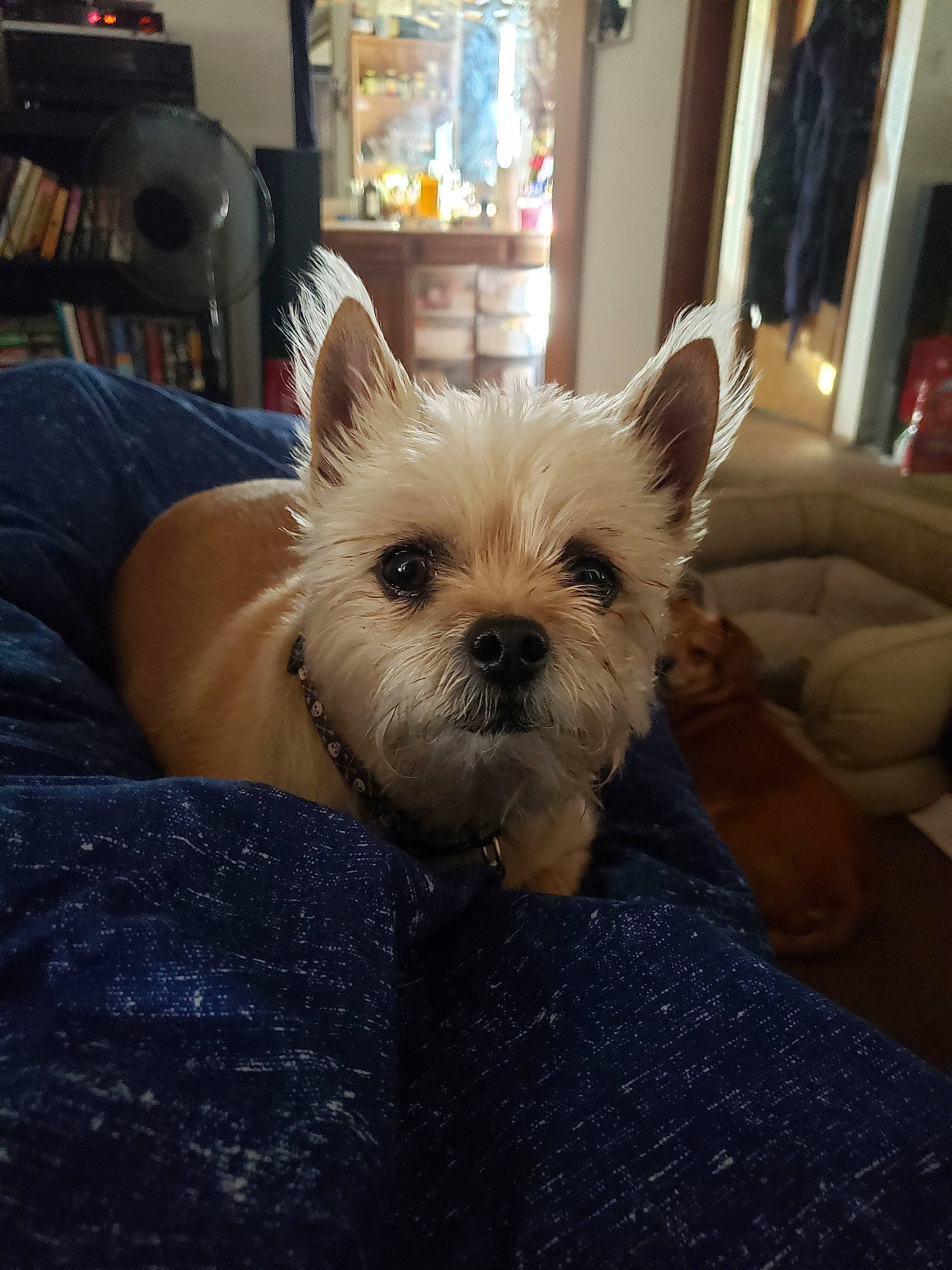 Chewie is registered to the contest to win money with this photo: biewer_terrier, cairn_terrier, canidae, carnivore, companion_dog, dog, dog_breed, ear, mammal, morkie, norwich_terrier, puppy, rare_breed_dog, small_terrier, snout, terrier, toy_dog, vertebrate, west_highland_white_terrier, yorkshire_terrier
