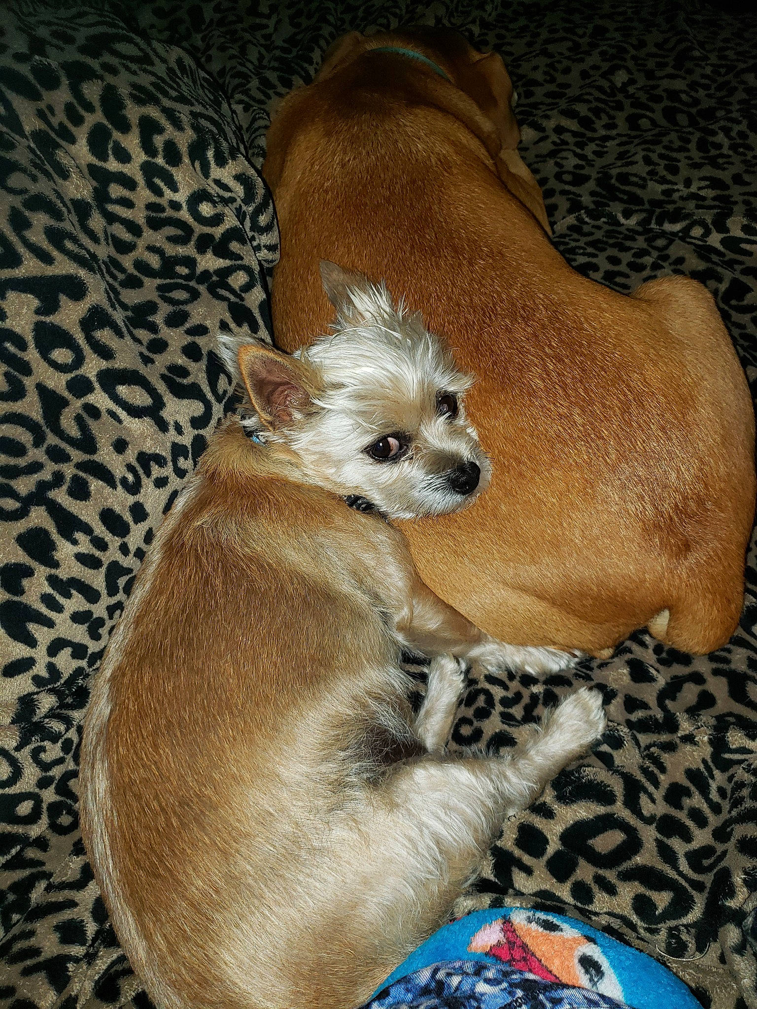 Chewie joined the competition — help win amazing prizes! canidae, carnivore, chihuahua, companion_dog, dog, dog_breed, fawn, mammal, puppy, snout, toy_dog, vertebrate