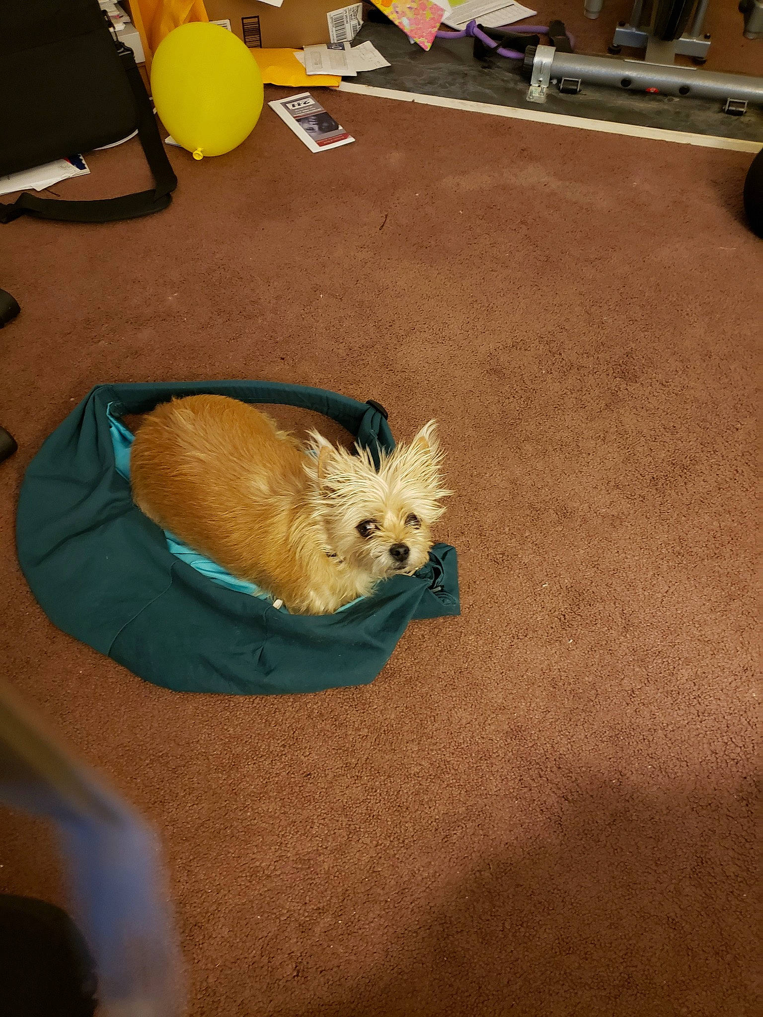 Chewie joined the competition — help win amazing prizes! cairn_terrier, canidae, carnivore, dog, dog_breed, fawn, floor, flooring, mammal, norwich_terrier, terrier, west_highland_white_terrier