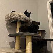 Smudge joined the competition — help win amazing prizes! cat, black_cat, cat_tree, furniture, indoor, pet, animal, resting, cozy, fluffy, multi_level, scratching_post, home, domestic, cute, sleepy, relaxed, corner, wall, doorway