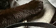Smudge joined the competition — help win amazing prizes! black_fur, paw, fabric, bag, strap, texture, close_up, gray, woven_material, animal_part, domestic_pet, indoor, soft, furry, detail, casual, resting, cozy, close_range, neutral_colors