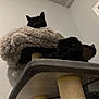Smudge is registered to the contest to win money with this photo: cat, black_cat, cat_tree, furniture, indoor, pet, animal, fluffy, relaxing, perched, sleepy, curious, multi_level, cozy, wall, household, domestic, feline, resting, cat_furniture
