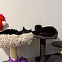 Smudge is registered to the contest to win money with this photo: cat, black_cat, cat_tree, pet, feline, indoor, resting, lounging, fur, animal, cozy, fluffy, purple_flower, santa_hat, wall, home, cute, sleeping, domestic_animal, relaxing