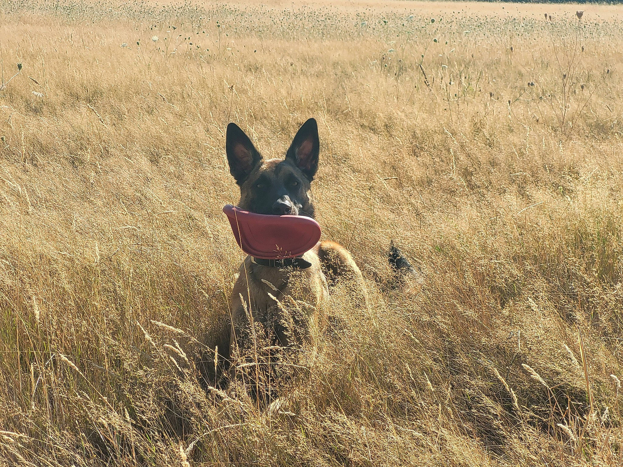 Rex participe au concours pour gagner de l'argent avec cette photo : canidae, carmine, carnivore, companion_dog, dog, dog_breed, dog_supply, ecoregion, fawn, field, grass, grassland, landscape, people_in_nature, plant, prairie, snout, sporting_group, tail, tree