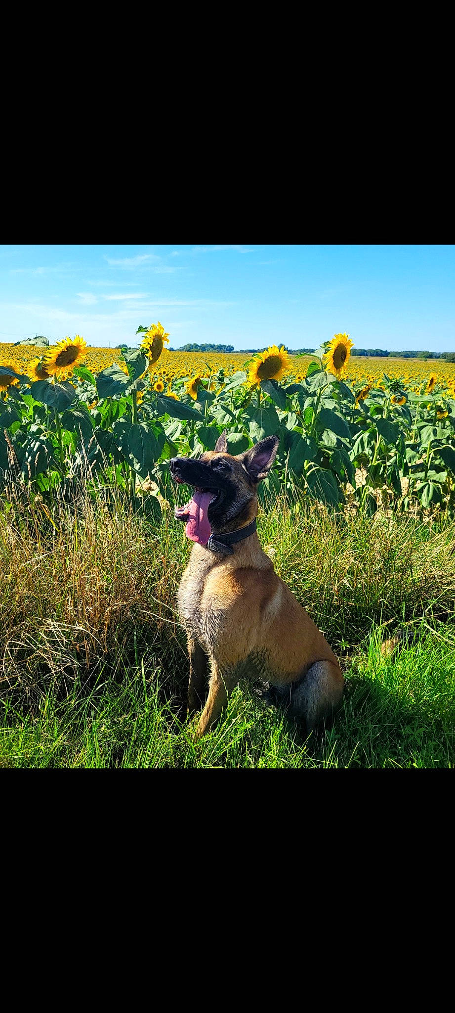 Rex participe au concours pour gagner de l'argent avec cette photo : carnivore, cloud, companion_dog, dog, dog_breed, fawn, flower, grass, grassland, happy, herbaceous_plant, landscape, meadow, natural_landscape, people_in_nature, plant, sky, sporting_group, tail, tree