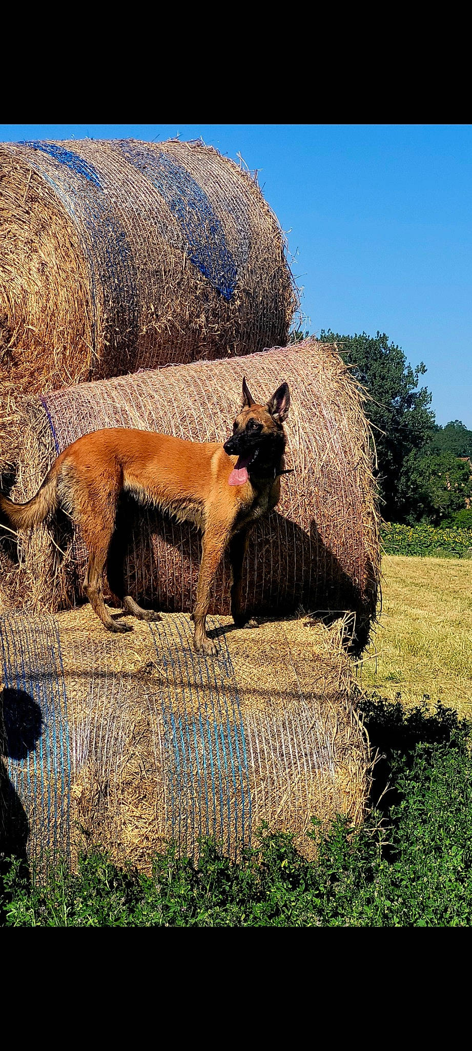 Rex a rejoint le concours — aidez-le/la à gagner de superbes lots ! canidae, carnivore, companion_dog, dog, dog_breed, fawn, felidae, grass, grassland, landscape, natural_landscape, plant, rock, sky, snout, sporting_group, tail, terrestrial_animal, tree, trunk