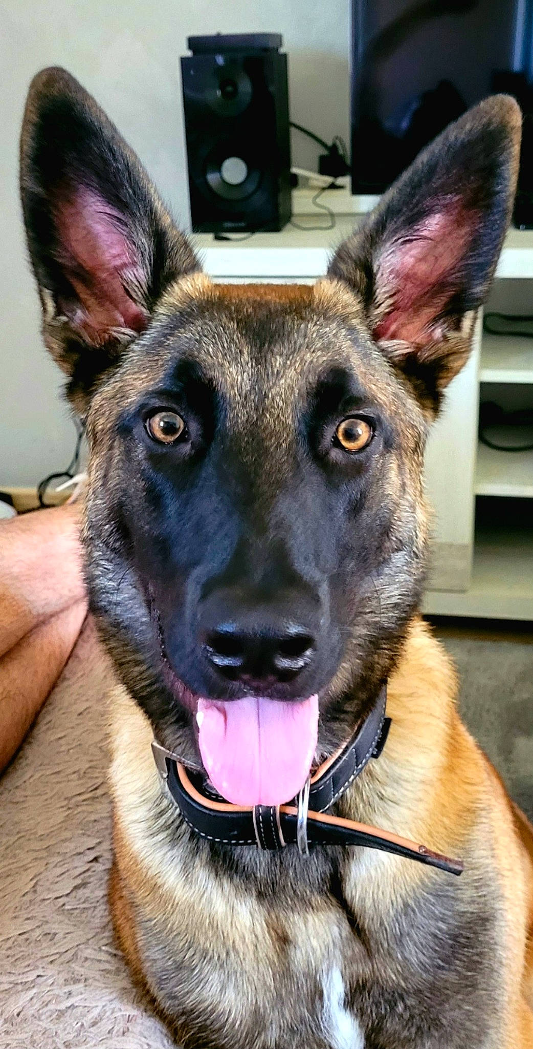 Rex participe au concours pour gagner de l'argent avec cette photo : canidae, carnivore, collar, companion_dog, dog, dog_breed, dog_collar, ear, east_european_shepherd, fawn, german_shepherd_dog, herding_dog, jaw, king_shepherd, old_german_shepherd_dog, organ, snout, sporting_group, whiskers, working_animal